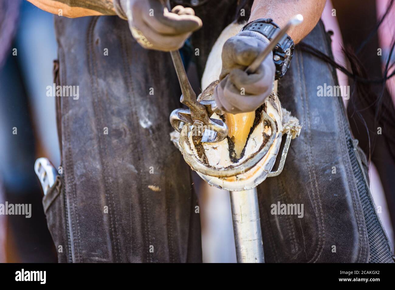 Pferdefarmer bei der Arbeit - trimmt und formt ein Pferd Hufe mit Harrier Zange, Raspel und Messer. Die Nahaufnahme des Pferdehudes. Stockfoto