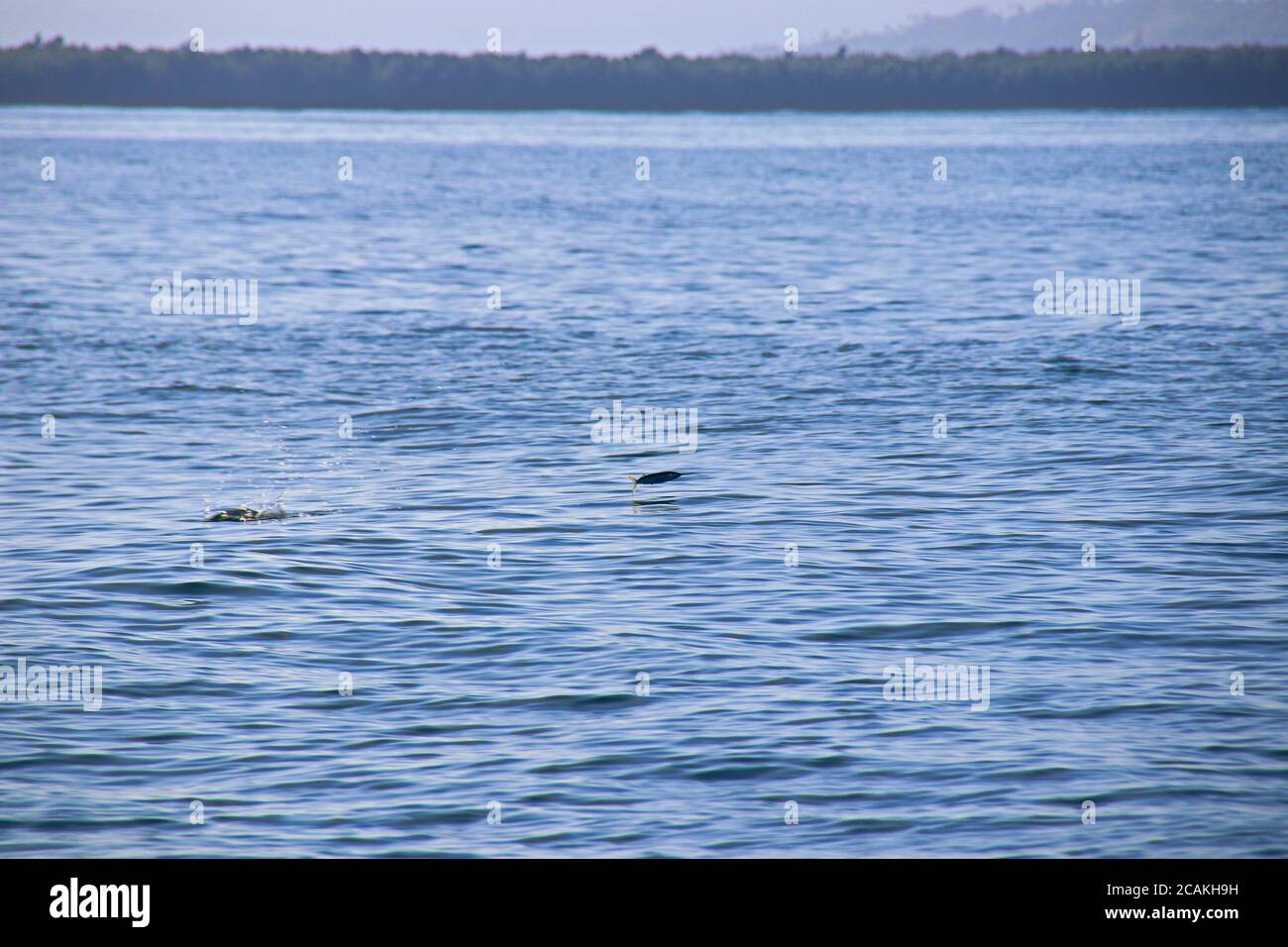 Fischschwert in einem Sprung Speerfisch / Schwertfisch Stockfoto
