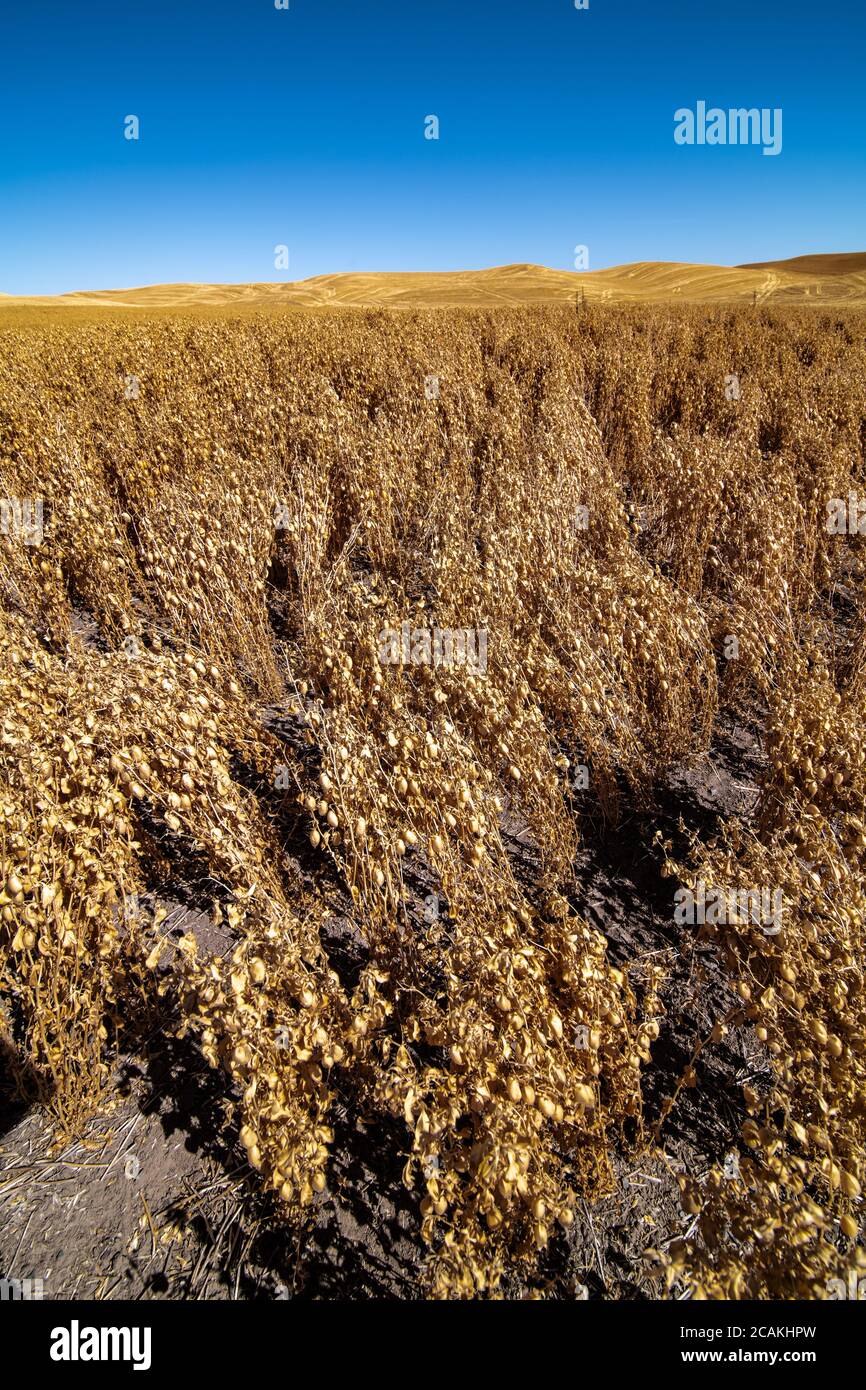 Linsenfelder (Lens culinaris), Palouse, WA Stockfoto