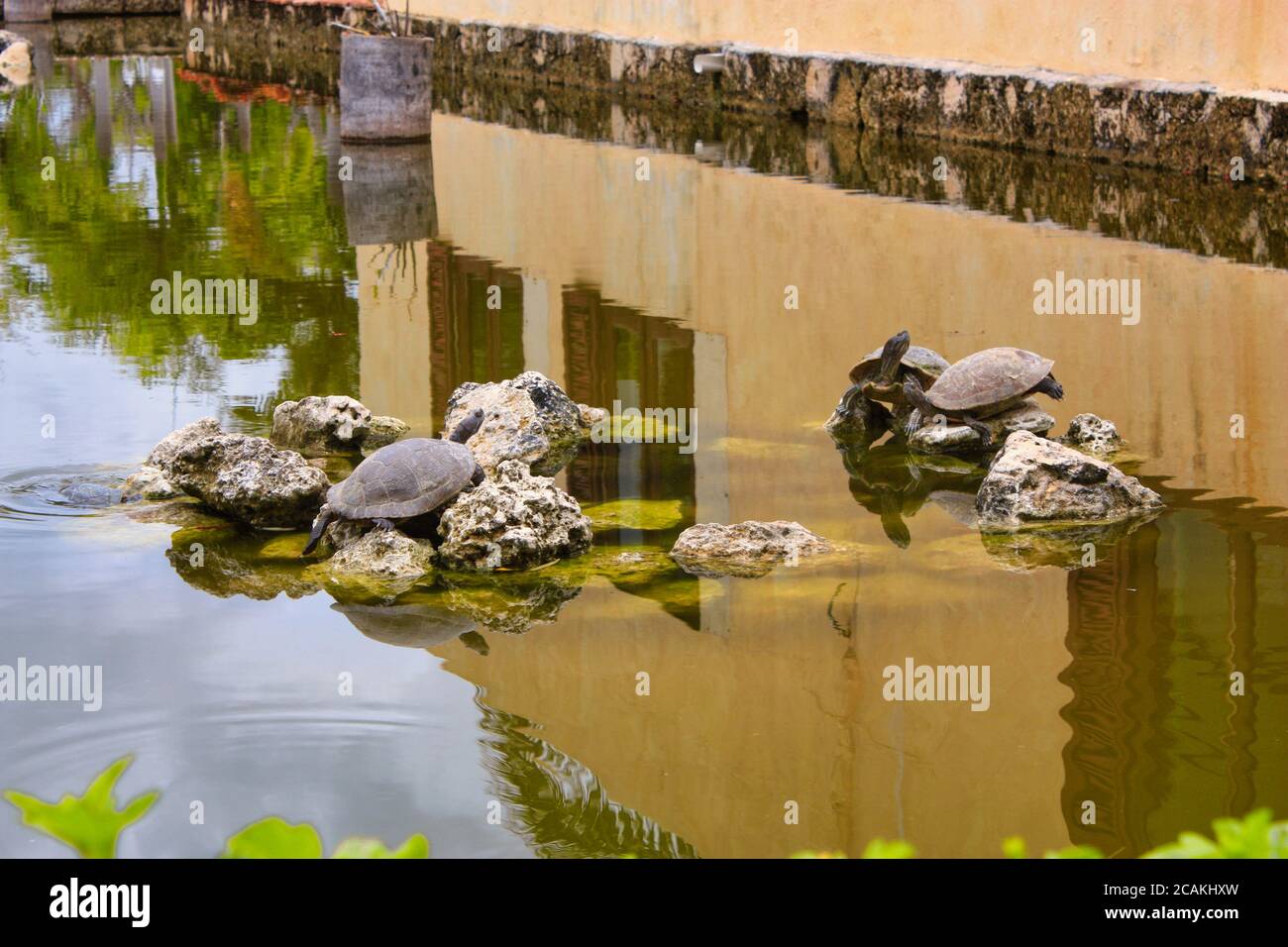Schildkröten im teich Fotos und Bildmaterial in hoher Auflösung Alamy