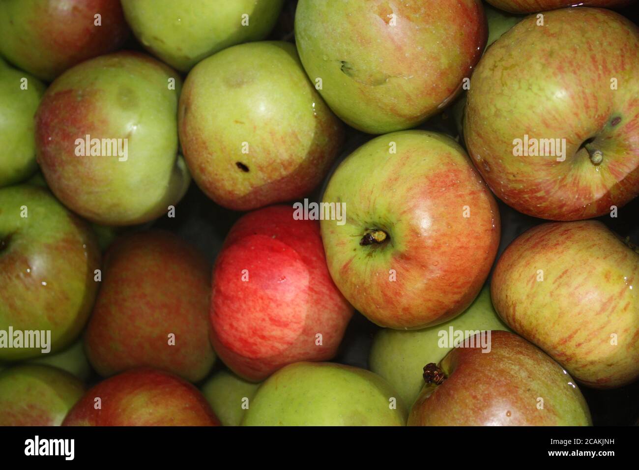 Lose, lose Äpfel, gemischte Sorten, rot, golden und grün, zur Erntezeit  Stockfotografie - Alamy