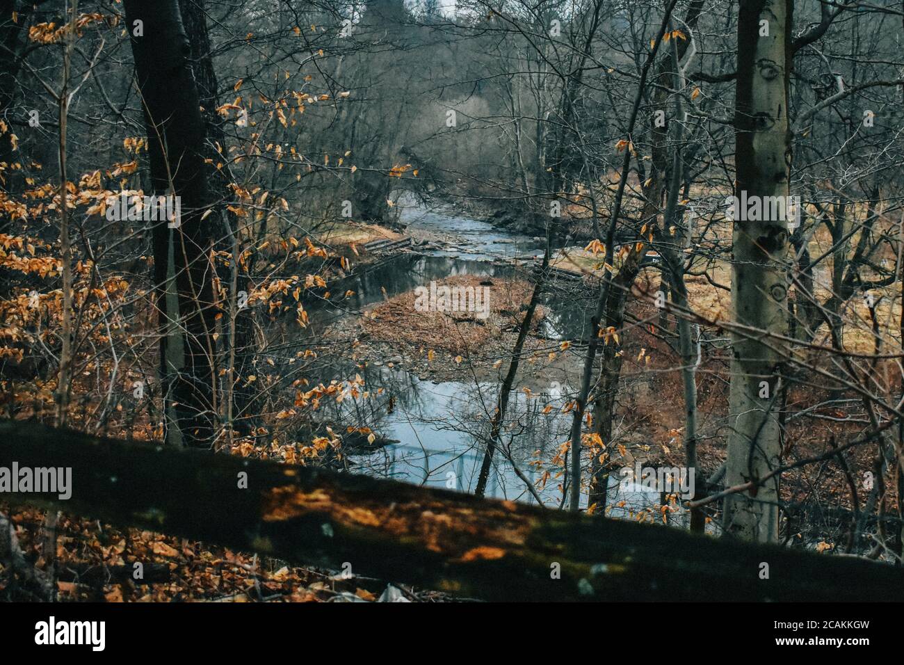 Blick über ein Holzgeländer auf eine kleine Insel in Die Mitte eines langsamen sich bewegenden Baches im Herbst Wald Stockfoto