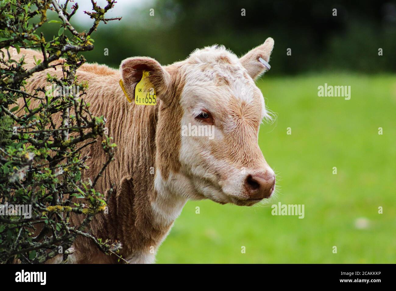 Kalb für Busch Stockfoto