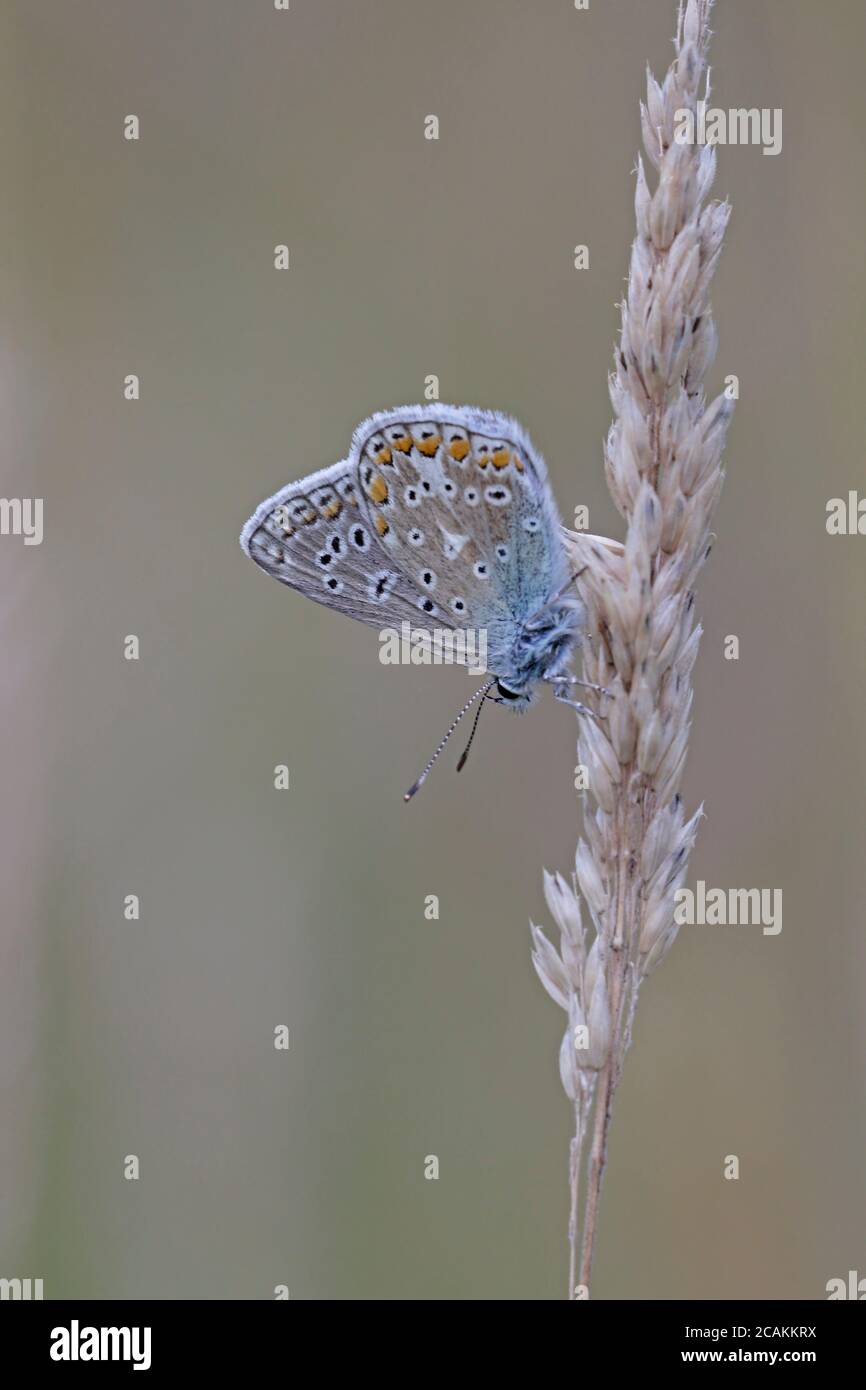 Männliche Common Blue Butterfly roosting auf einem Grasstamm Stockfoto