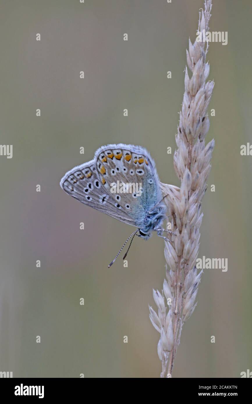 Männliche Common Blue Butterfly roosting auf einem Grasstamm Stockfoto