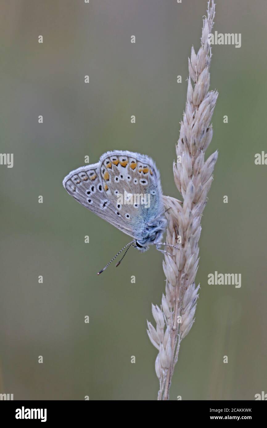 Männliche Common Blue Butterfly roosting auf einem Grasstamm Stockfoto