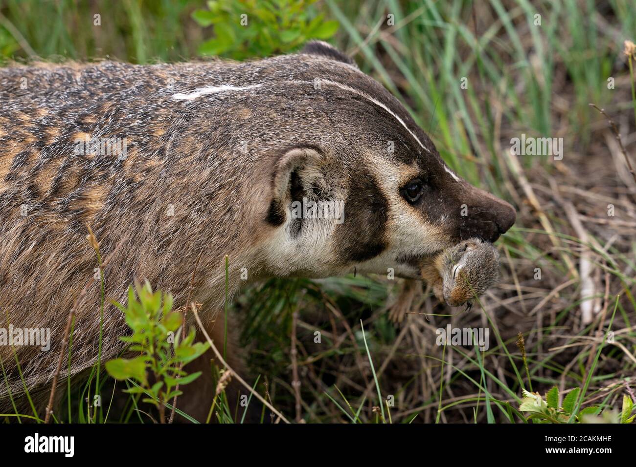 Dachs mit Beute Stockfoto