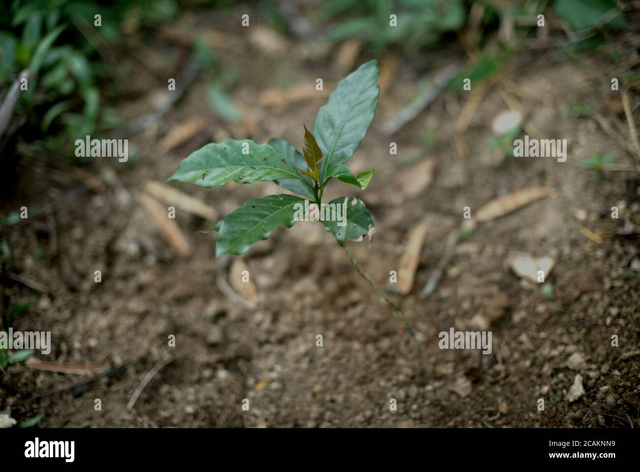 Junge arabica-Kaffeepflanze auf einem Bauernhof in Cianjur Regentschaft, West Java, Indonesien. Stockfoto