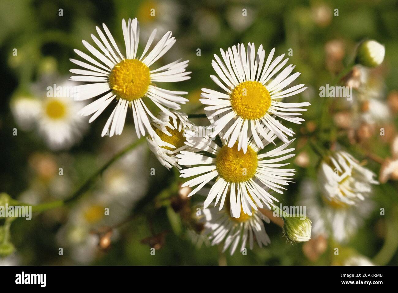Einjährige Flohblumen (Erigeron annuus) sehen sehr Gänseblümchen-ähnlich aus, aber mit dünneren Blütenblättern. Ottawa, Ontario, Kanada. Stockfoto
