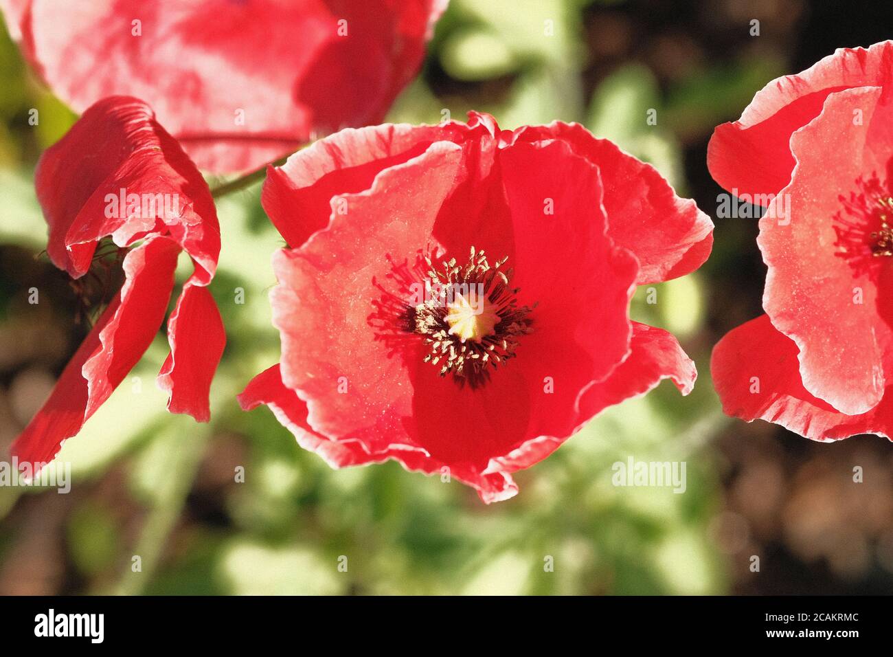 Schöne leuchtend rote Mohnblume (Papaver rhoeas) in voller Blüte in einem Glebe Garten, Ottawa, Ontario, Kanada. Stockfoto