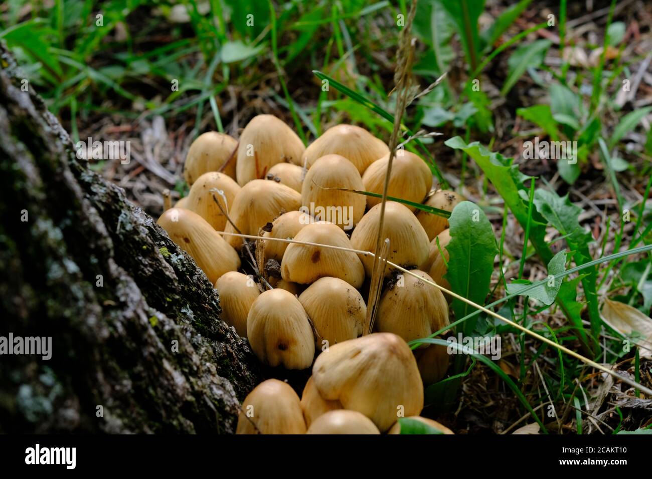 Eine Gruppe von jungen Glimmerkappen (Coprinellus micaceus) an der Basis eines Baumes in Ottawa, Ontario, Kanada. Stockfoto