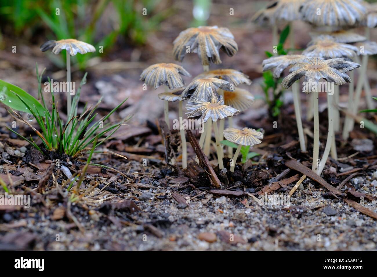Verfallender Faltenmütze-Pilz (Parasola plicatilis) mit markantem rötlich-braunem Deckelmittelpunkt und gerippter Kappe. Ottawa, Ontario, Kanada. Stockfoto