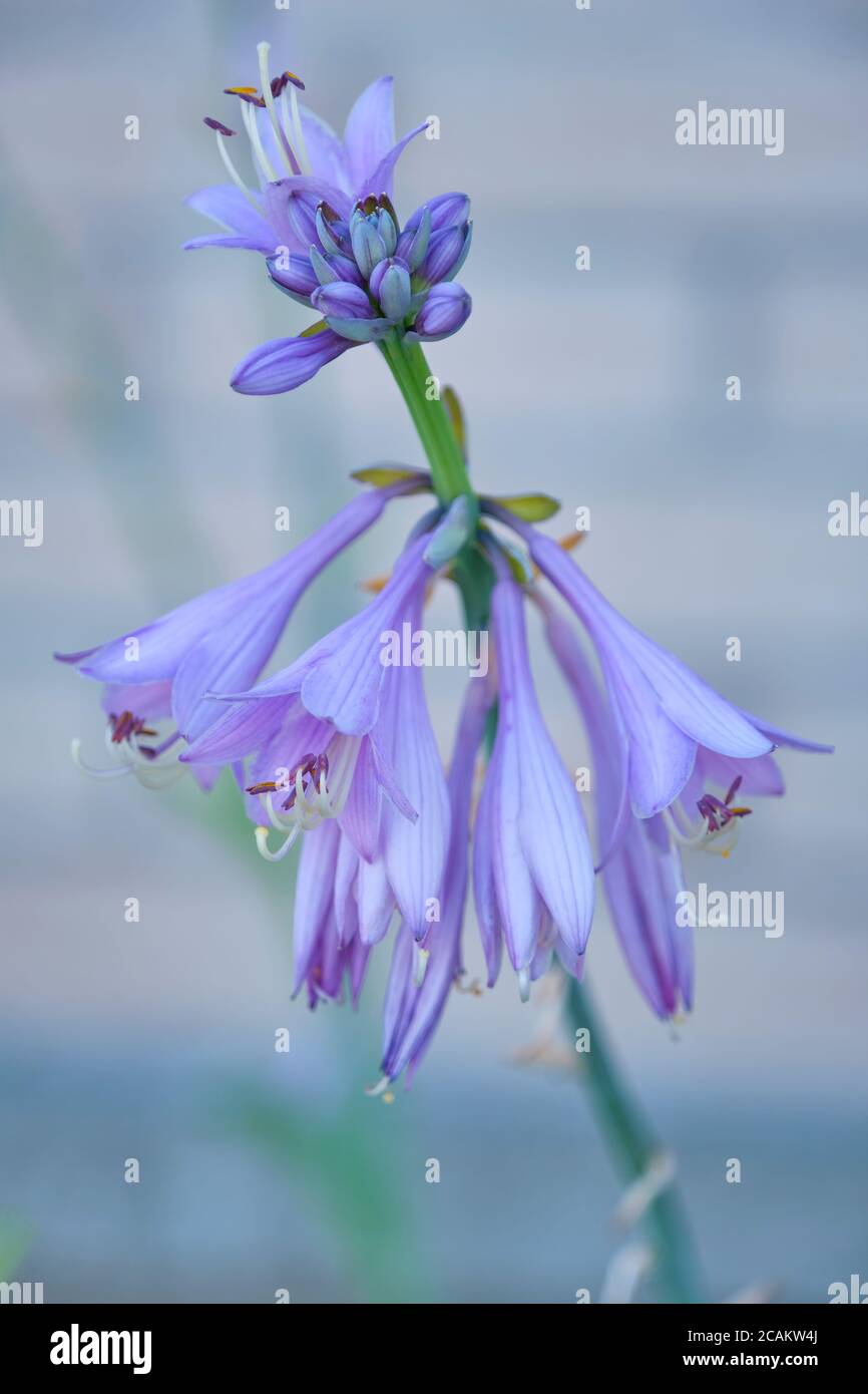 Lila Hosta Blumen in einem Porträt-Orientierung fotografiert agains ein unschärfem Hintergrund. Stockfoto