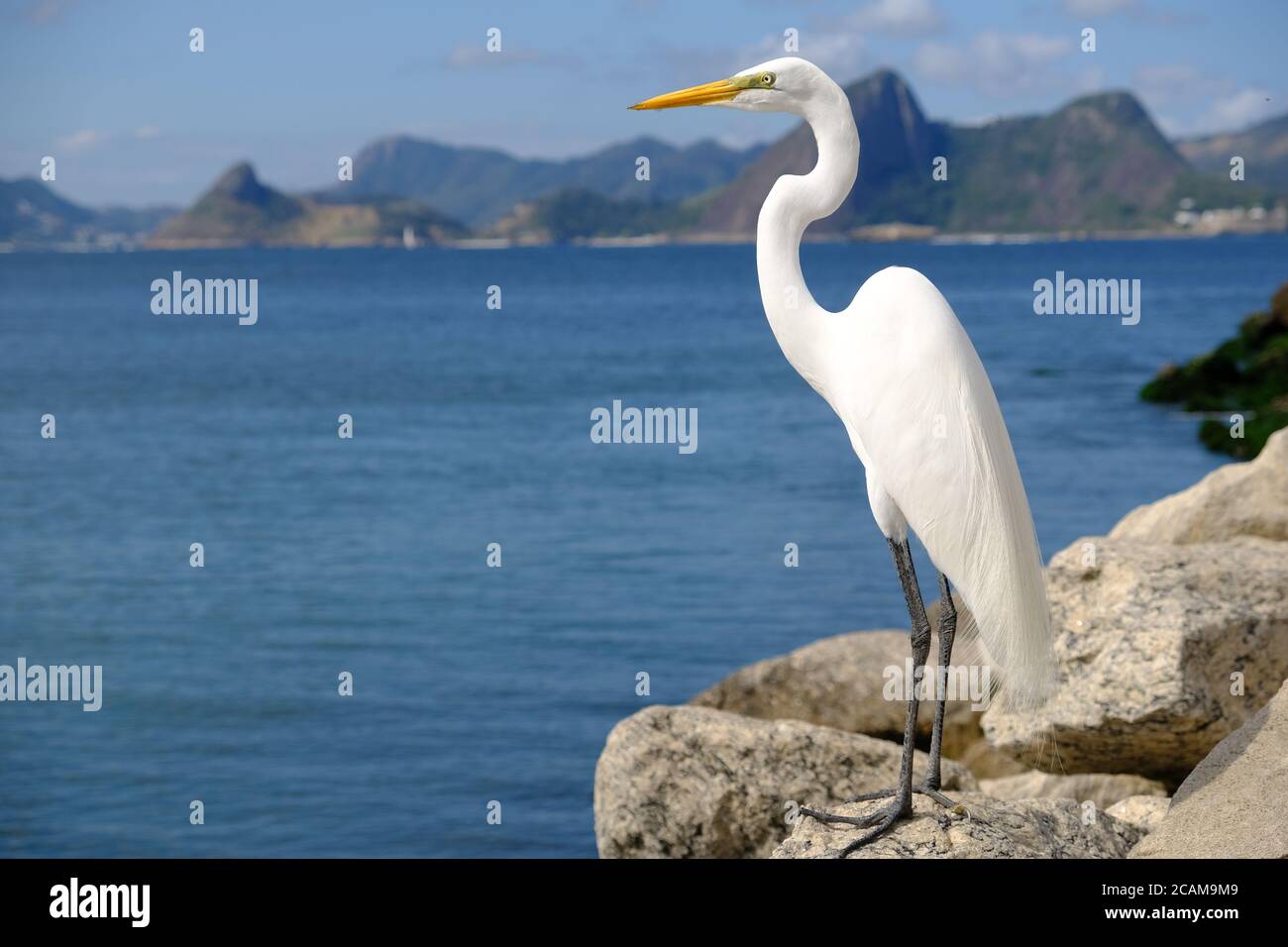 Brasilien Rio de Janeiro - Silberreiher - Ardea alba - und Zuckerhut im Hintergrund Stockfoto