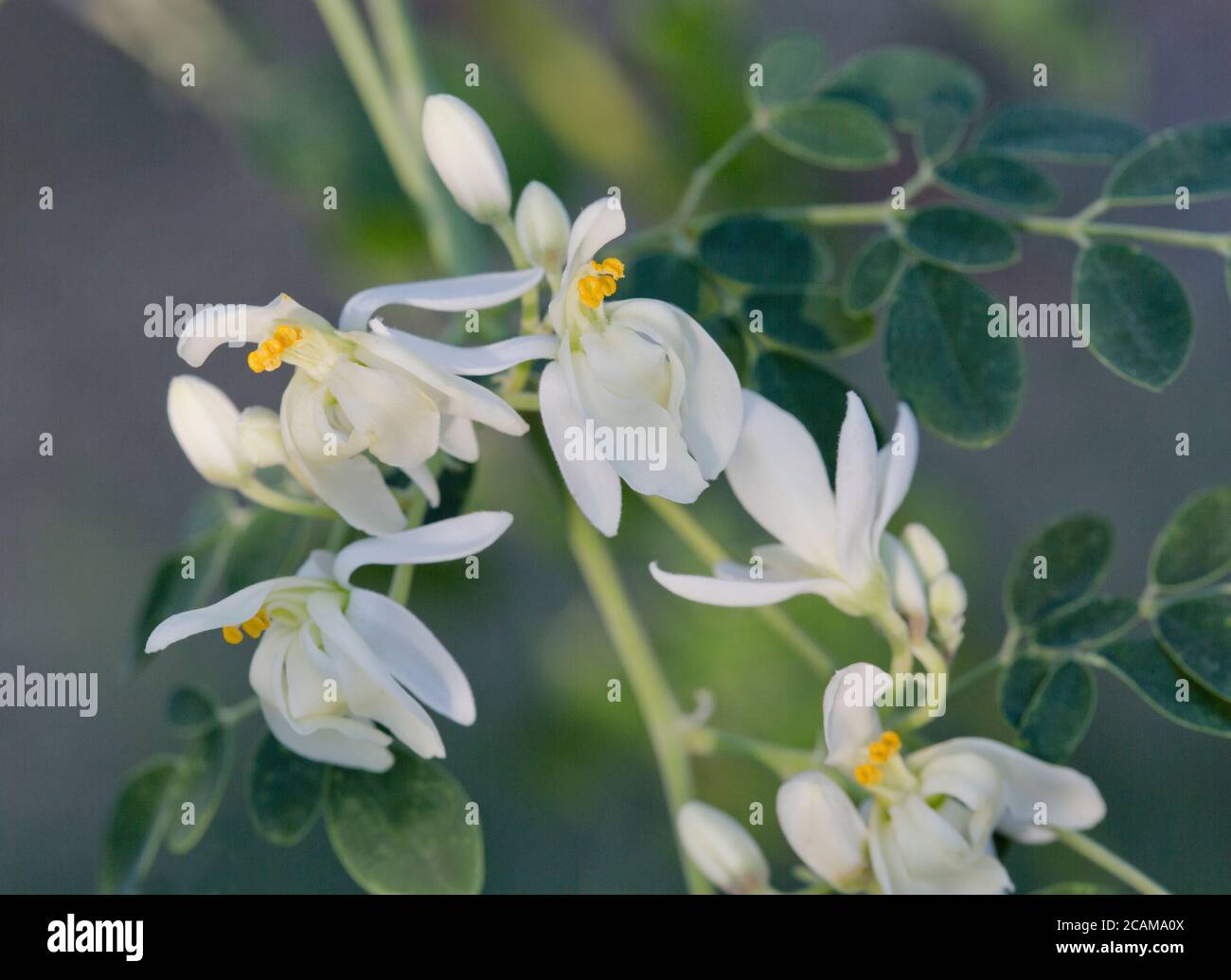 Blumen, Moringa 'Moringa oleifera' blühend, heimisch im tropischen & subtropischen Klima Indiens. Stockfoto