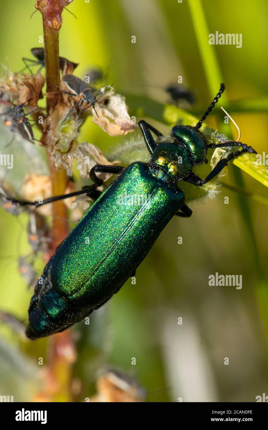 Green Blister Beetle (Lytta cyanipennis) entlang des East Moraine Trail, Wallowa County, Hells Canyon National Scenic Byway, Oregon Stockfoto