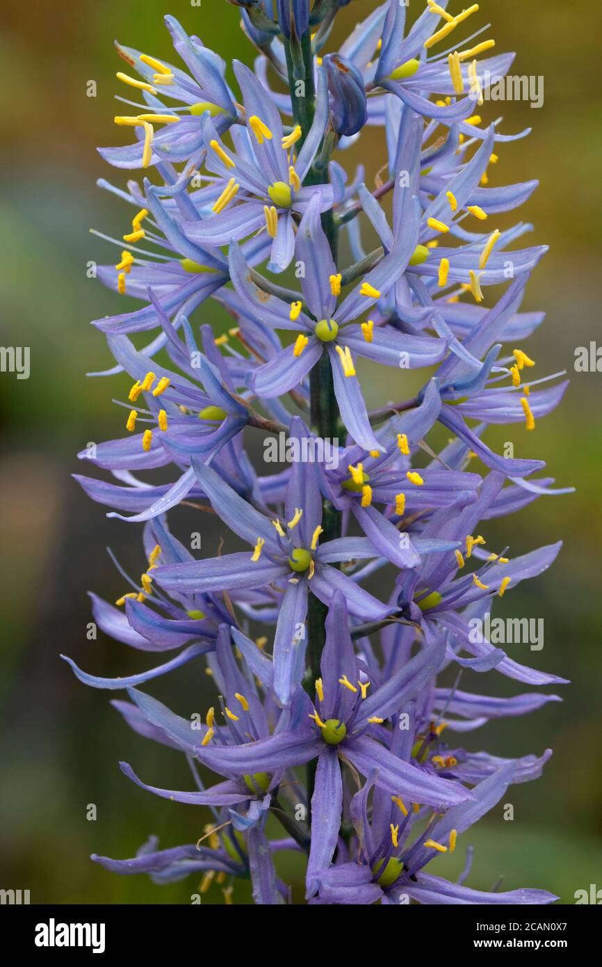 Cussick's Camas (Camassia cusickii), Hells Canyon National Recreation Area, Imnaha Wild and Scenic River, Hells Canyon National Scenic Byway, Oregon Stockfoto