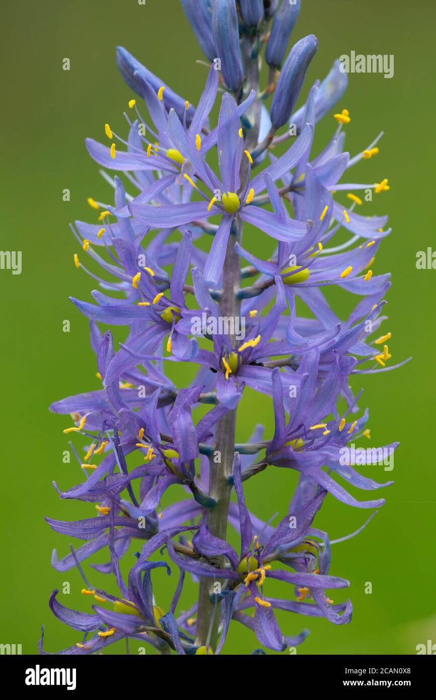 Cussick's Camas (Camassia cusickii), Hells Canyon National Recreation Area, Imnaha Wild and Scenic River, Hells Canyon National Scenic Byway, Oregon Stockfoto