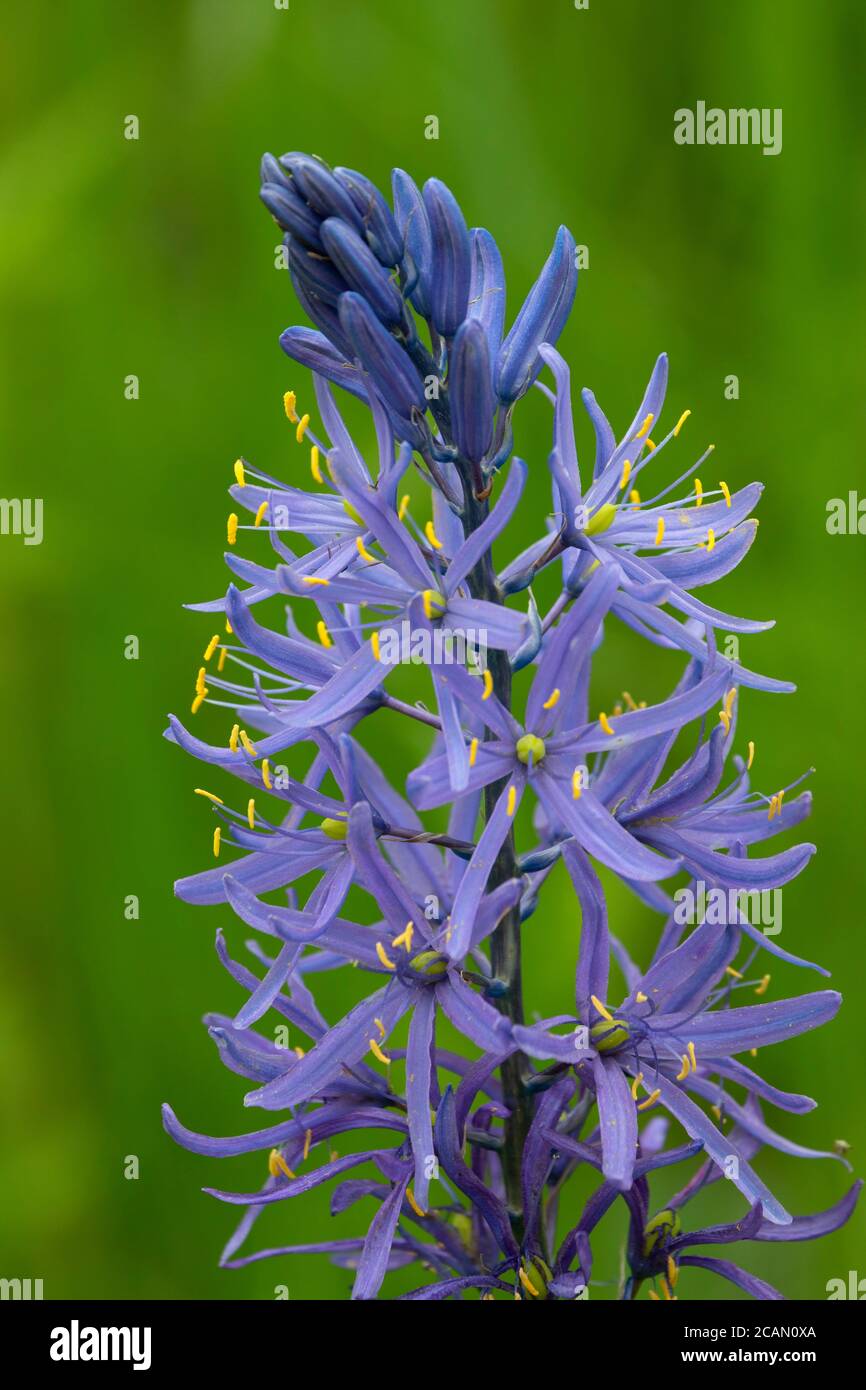 Cussick's Camas (Camassia cusickii), Hells Canyon National Recreation Area, Imnaha Wild and Scenic River, Hells Canyon National Scenic Byway, Oregon Stockfoto