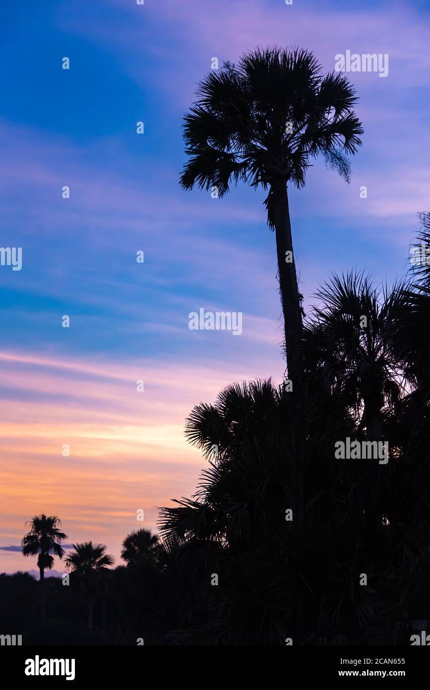 Florida Palmen vor einem bunten Sonnenuntergang Himmel am Micker Beach in Ponte Vedra Beach, Florida silhouetted. (USA) Stockfoto