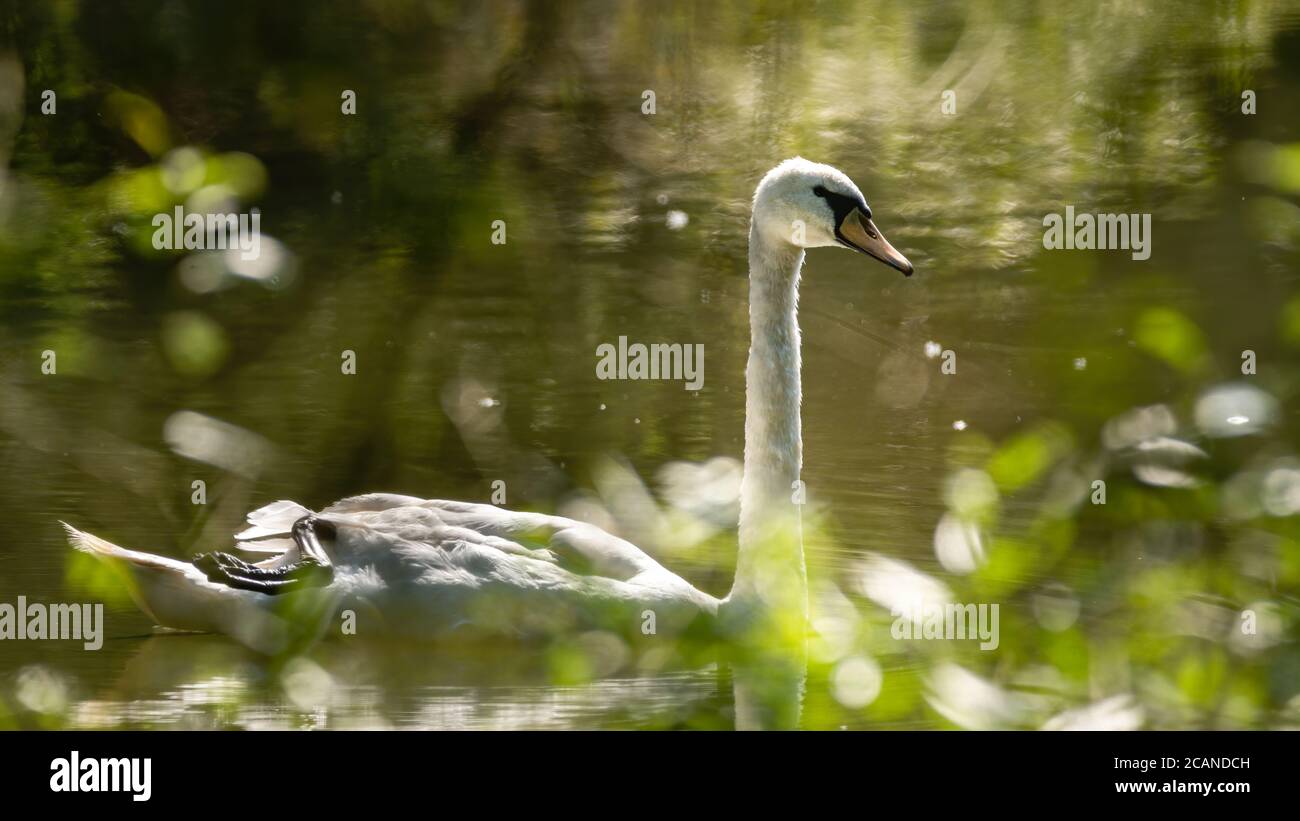Tier, cygnus, teich, baden, Feather, schön, liebe, schönheit, Fluss, baden Stockfoto