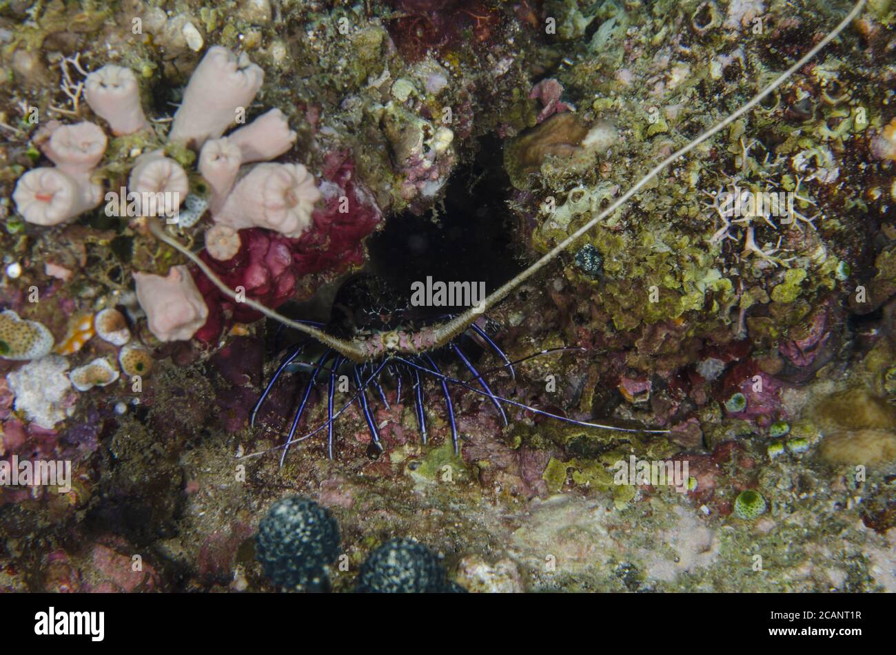 Gemalter Languste, Panulirus versicolor, ‎Palinuridae, Anilao, Batangas, Philippinen, Philippinisches Meer, Indo-pazifischer Ozean, Asien Stockfoto