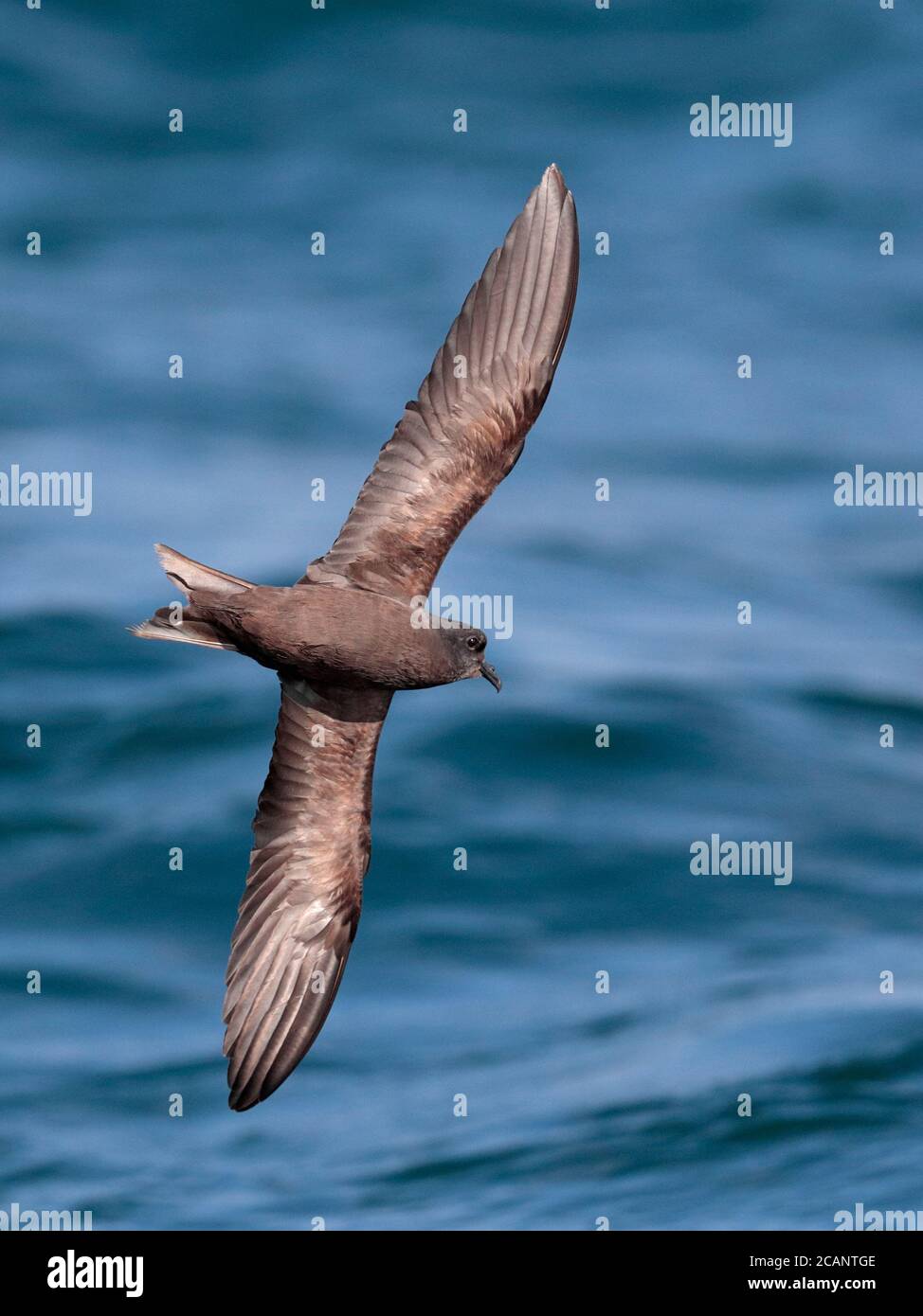 Markham's Storm-Petrel (Oceanodroma markhami), Blick von der Unterseite, auf Meer, Humboldt-Strömung, vor der Südküste Perus 24. Oktober 2017 Stockfoto