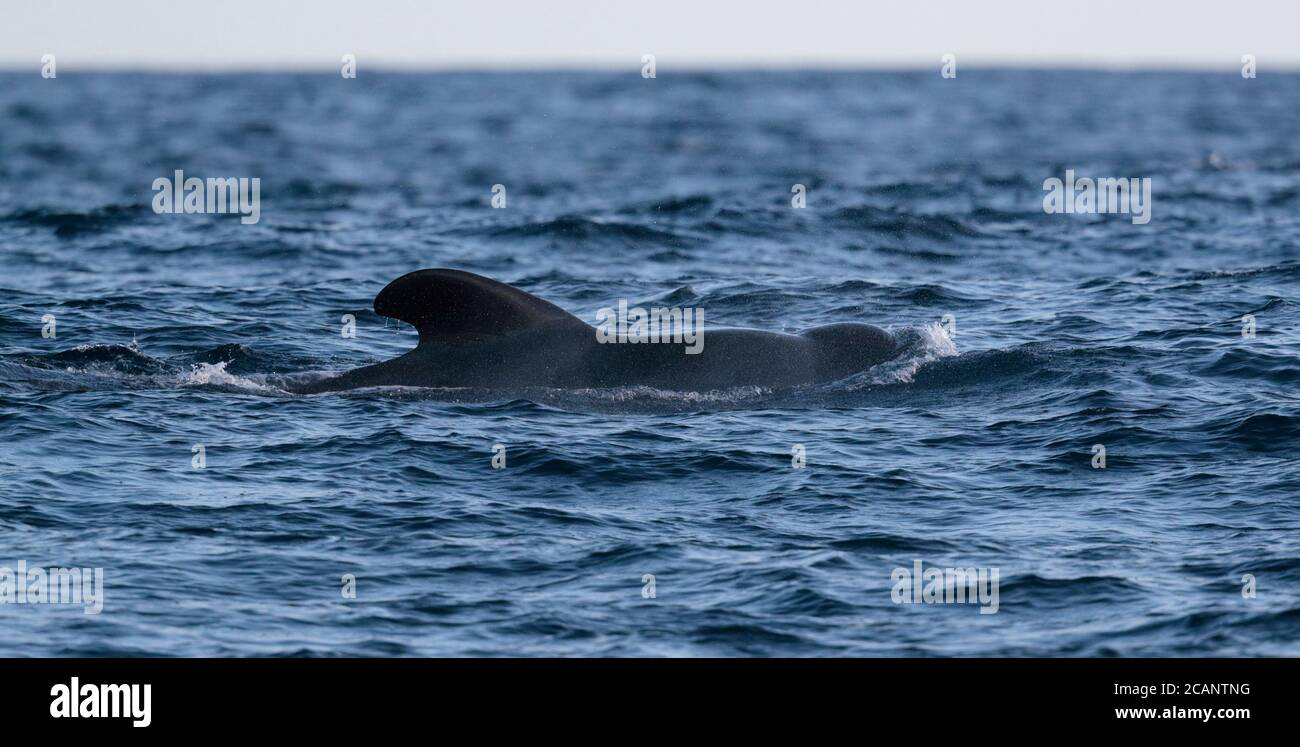 Kurzflossen-Pilotenwal (Globicephala macrorhynchos) in der Nähe der Galapagos-Inseln, östlicher Pazifischer Ozean 9 Nov 2017 Stockfoto