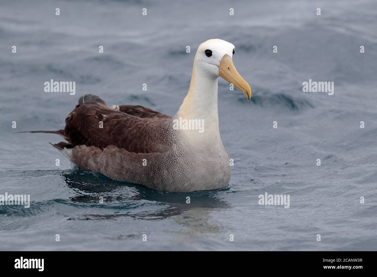 Waved Albatross (Phoebastria irrorata), Vorderansicht - Schwimmen auf dem Meer in der Nähe der Galapagos-Inseln, Ecuador, Südamerika 6. November 2017 Stockfoto