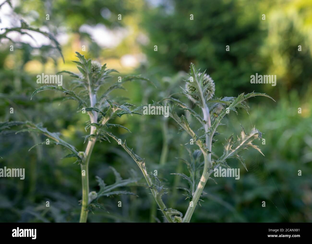 Dekorative grüne Distelblume, verschwommener Hintergrund, Sommerlandschaft Stockfoto