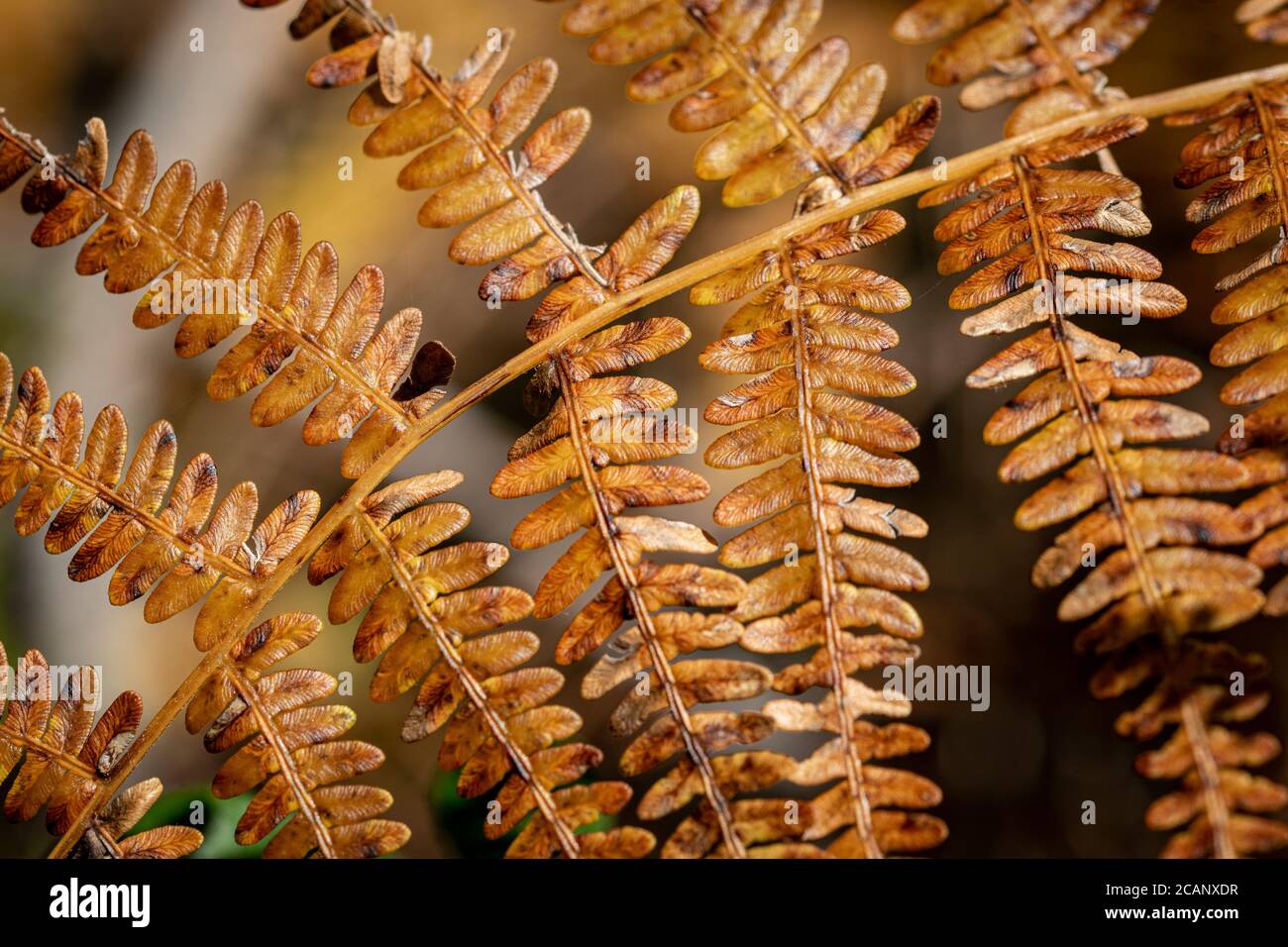 Ein Makrobild von Blättern, die braun werden, wenn der Herbst kommt Näher Stockfoto