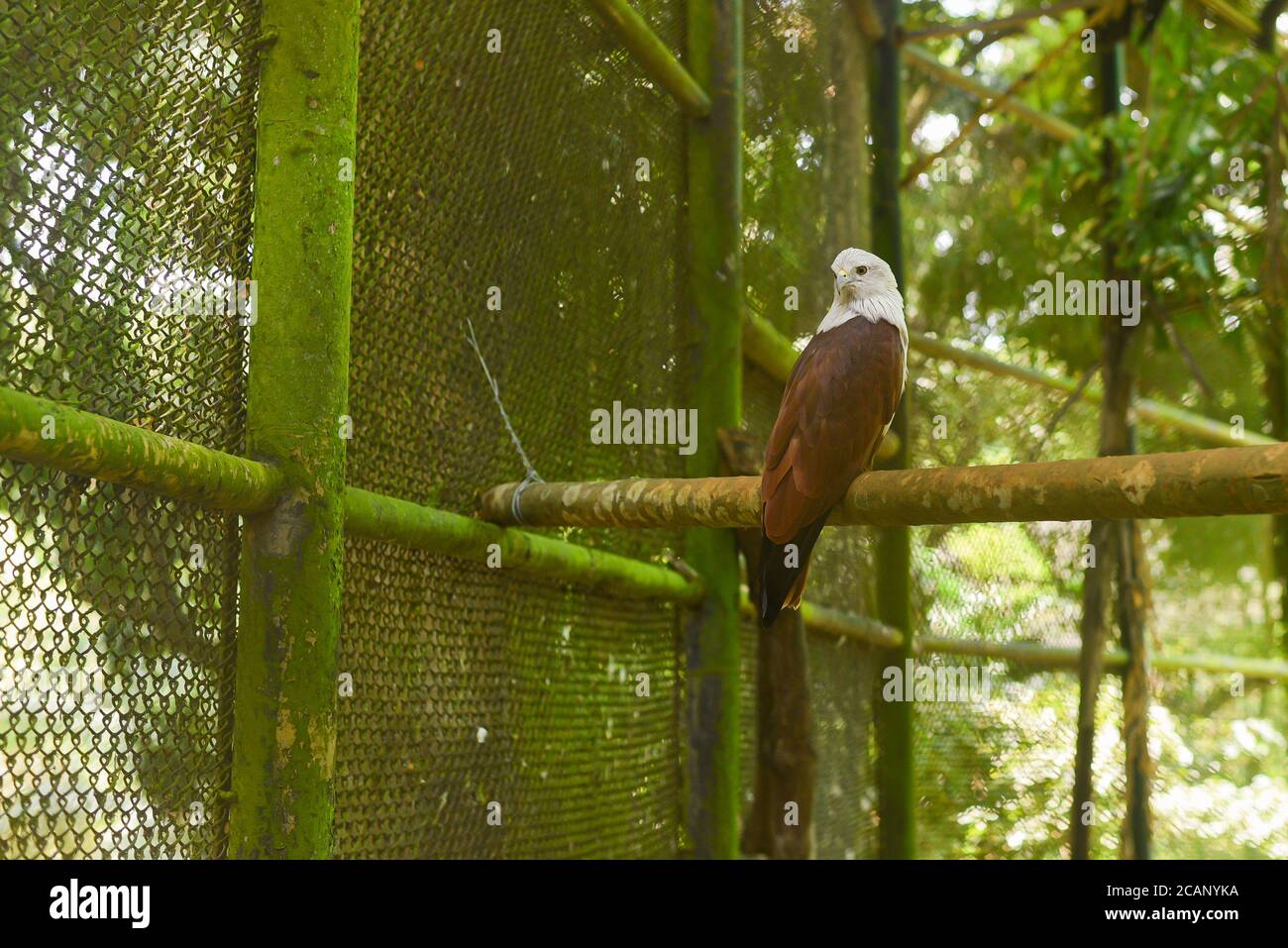 Kerala, Indien. September 07, 2019. Adler im Thiruvananthapuram Zoo oder Zoologischer Park. Stockfoto