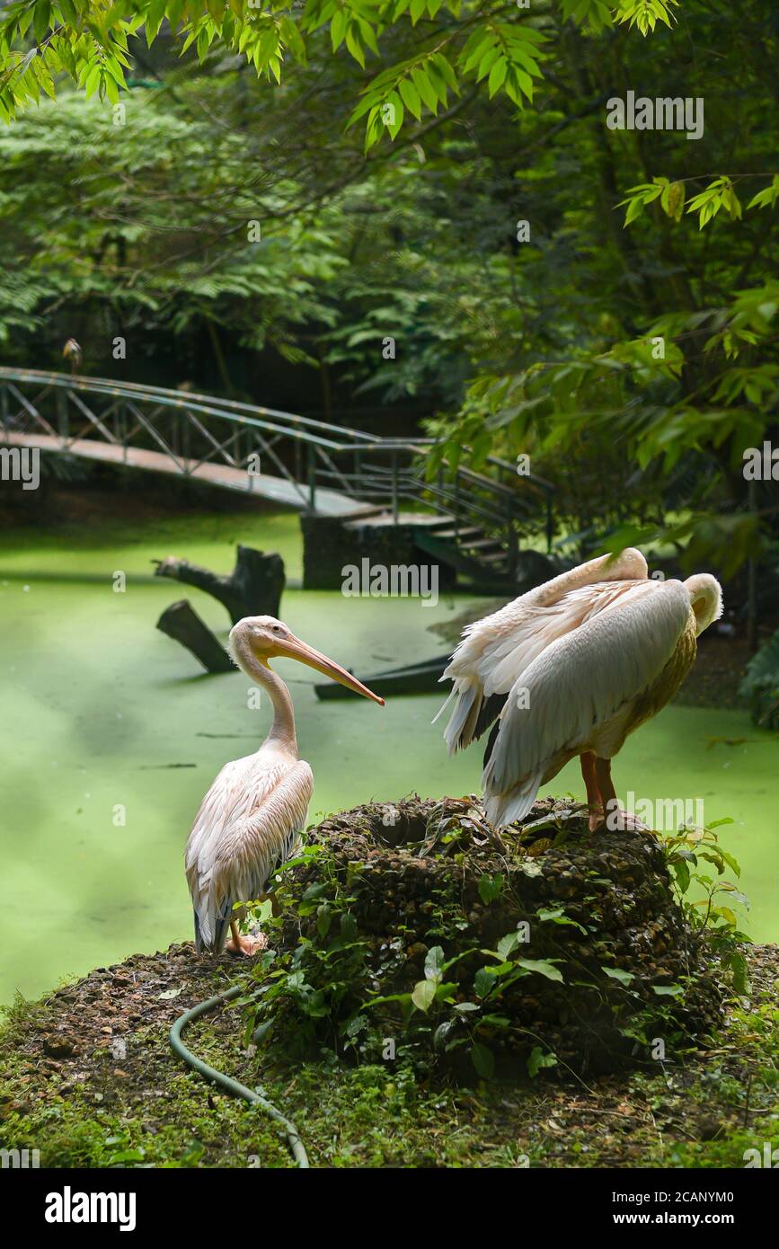 Kerala, Indien. September 07, 2019. Große weiße Pelikane Wasservögel in Thiruvananthapuram Zoo oder Zoologischer Park. Stockfoto