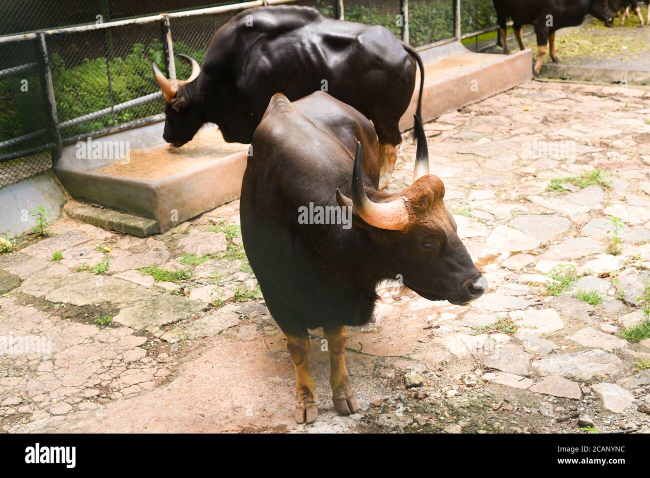 Kerala, Indien. September 07, 2019. Indische Bison oder wilder Gaur, der Gras im Thiruvananthapuram Zoo oder Zoological Park isst. Stockfoto