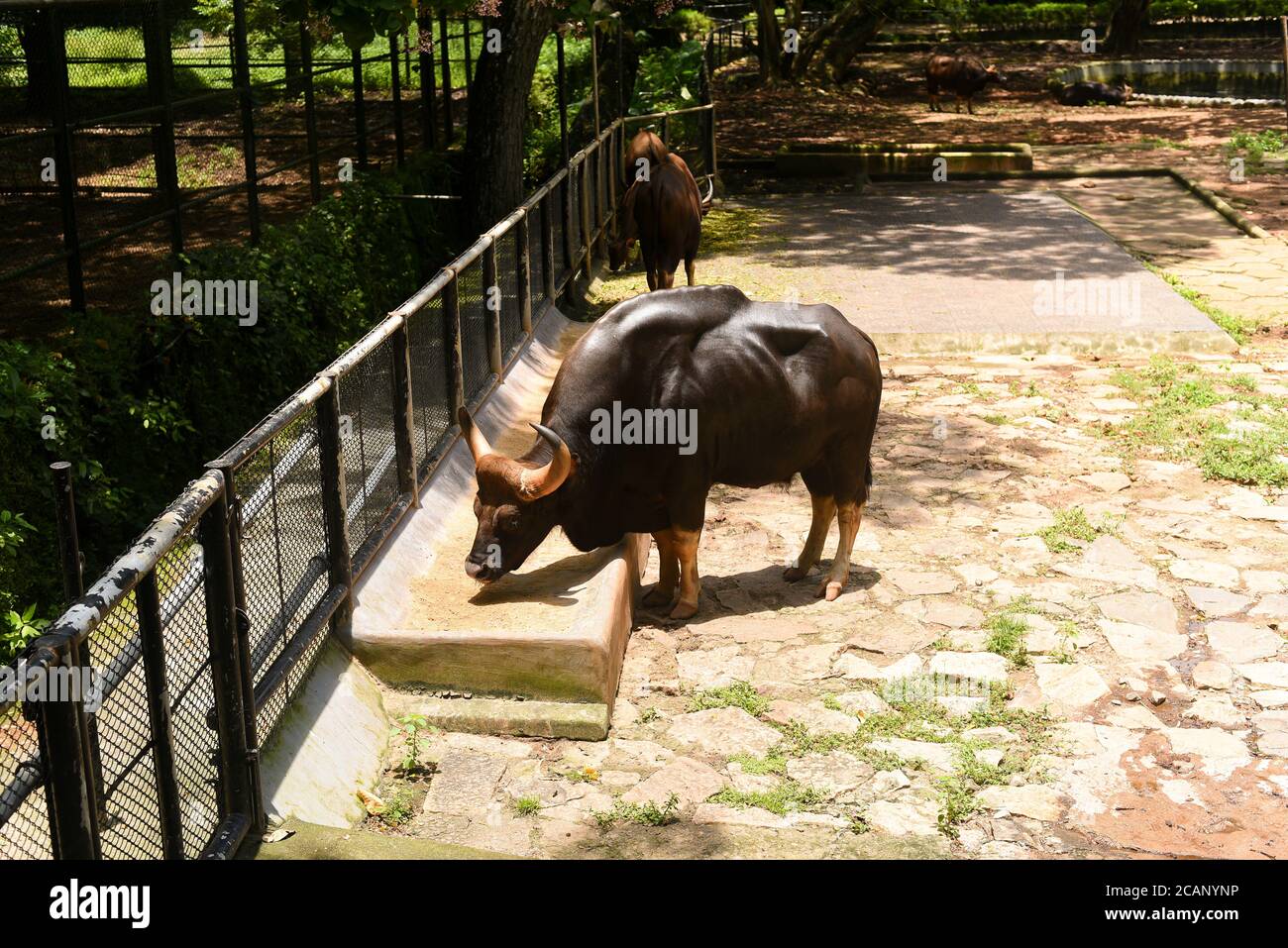 Kerala, Indien. September 07, 2019. Indische Bison oder wilder Gaur, der Gras im Thiruvananthapuram Zoo oder Zoological Park isst. Stockfoto