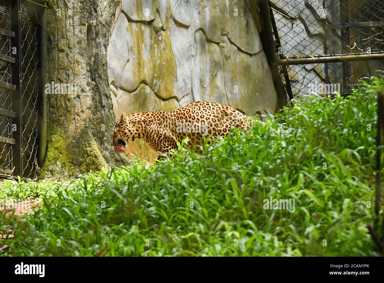 Kerala, Indien. September 07, 2019. Gepard im Thiruvananthapuram Zoo oder Zoologischer Park. Stockfoto