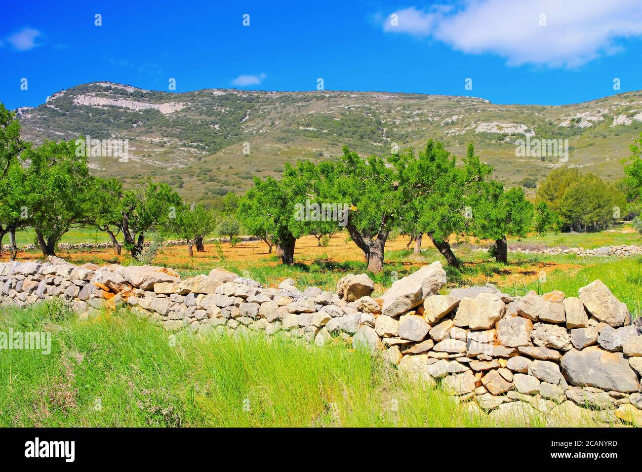 Alte Mandelbäume und Trockensteinmauer in Spanien Stockfoto