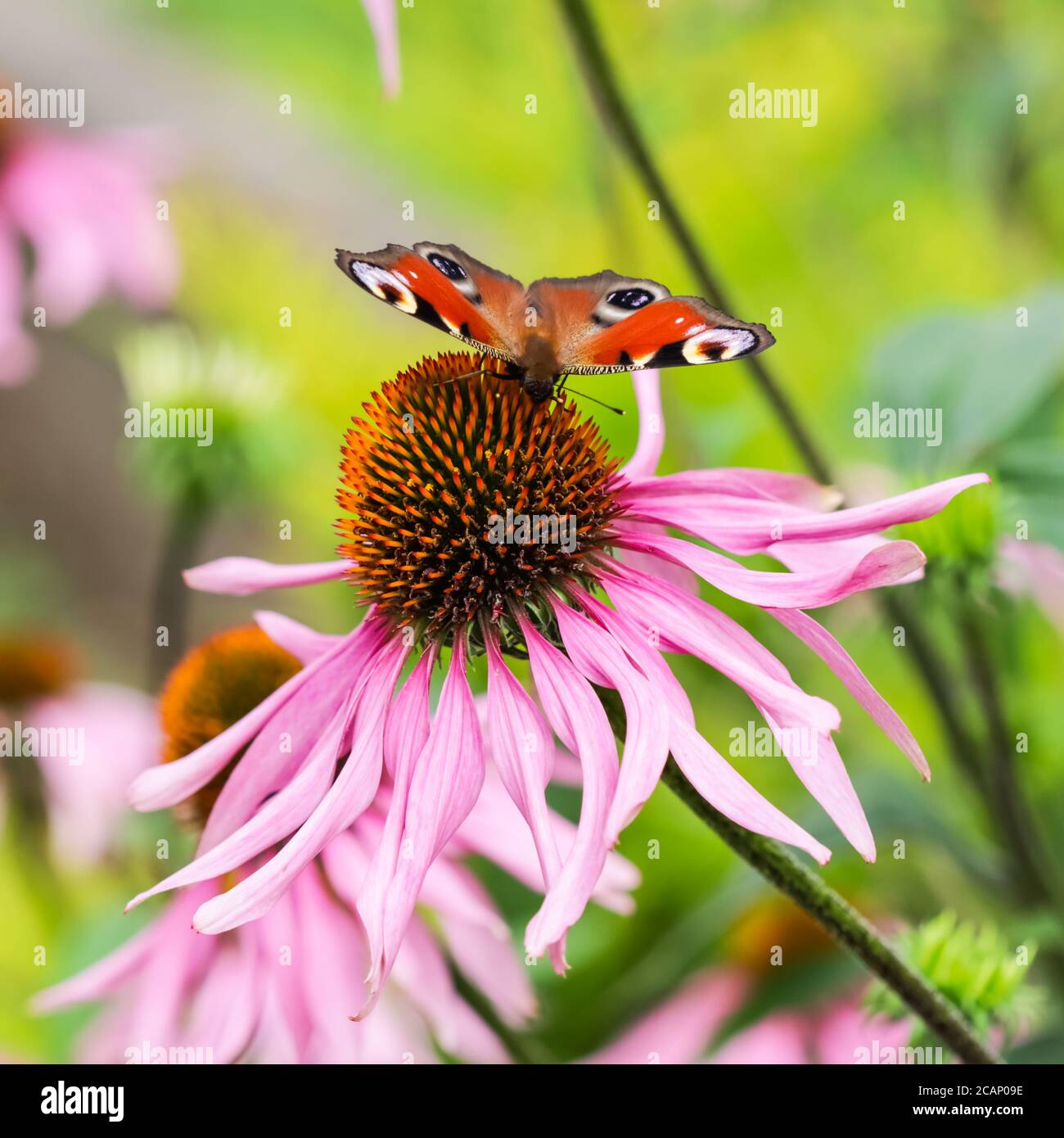 Schöne farbige Europäische Pfauenschmetterling (Inachis io, Aglais io) auf lila Blume Echinacea in einem sonnigen Sommergarten. Stockfoto