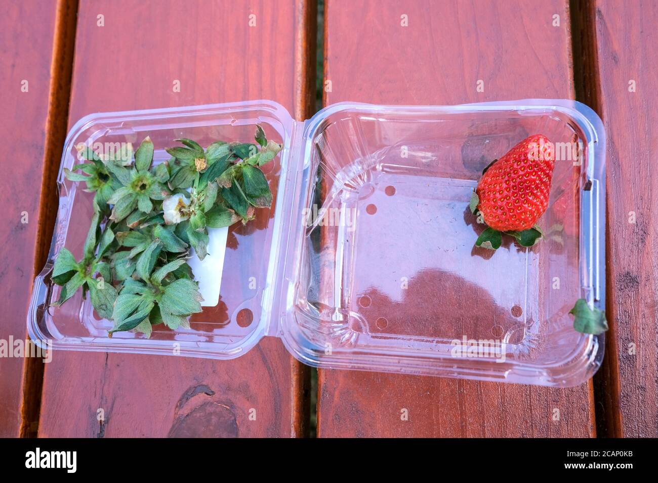 Letzte Erdbeere im Plastikstempel Stockfoto