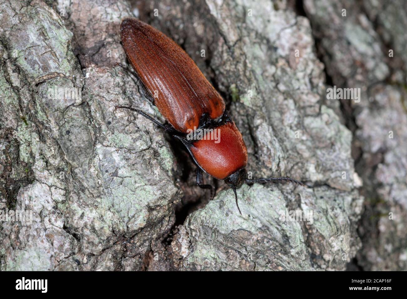 Elater ferrugineus, der rostige Klickkäfer auf der Baumrinde Stockfoto