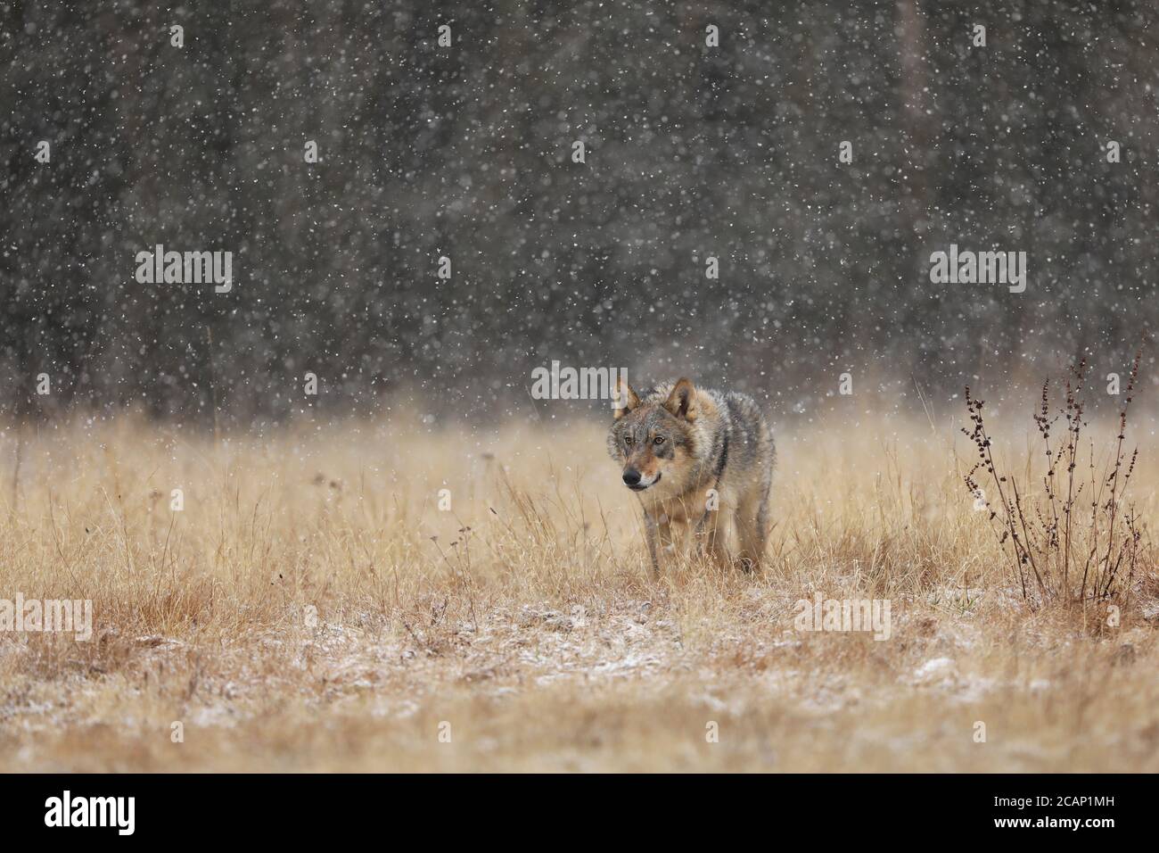 Grauer Wolf (Canis lupus) in der Taiga im schneereichen Wintertag. Tier in der Natur Lebensraum. Tier auf der Suche nach Beute Stockfoto