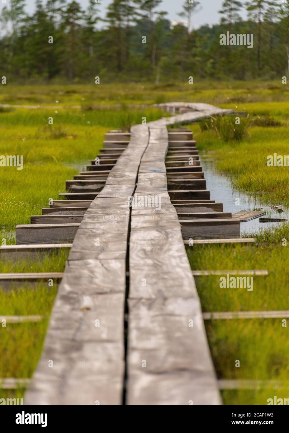 Landschaft mit einer Fußgängerbrücke aus Holz über Sumpfgebiete mit kleinen Kiefern. Moorpflanzen und Teiche, ein typisch westestnisches Moor. Nigula Nature R Stockfoto