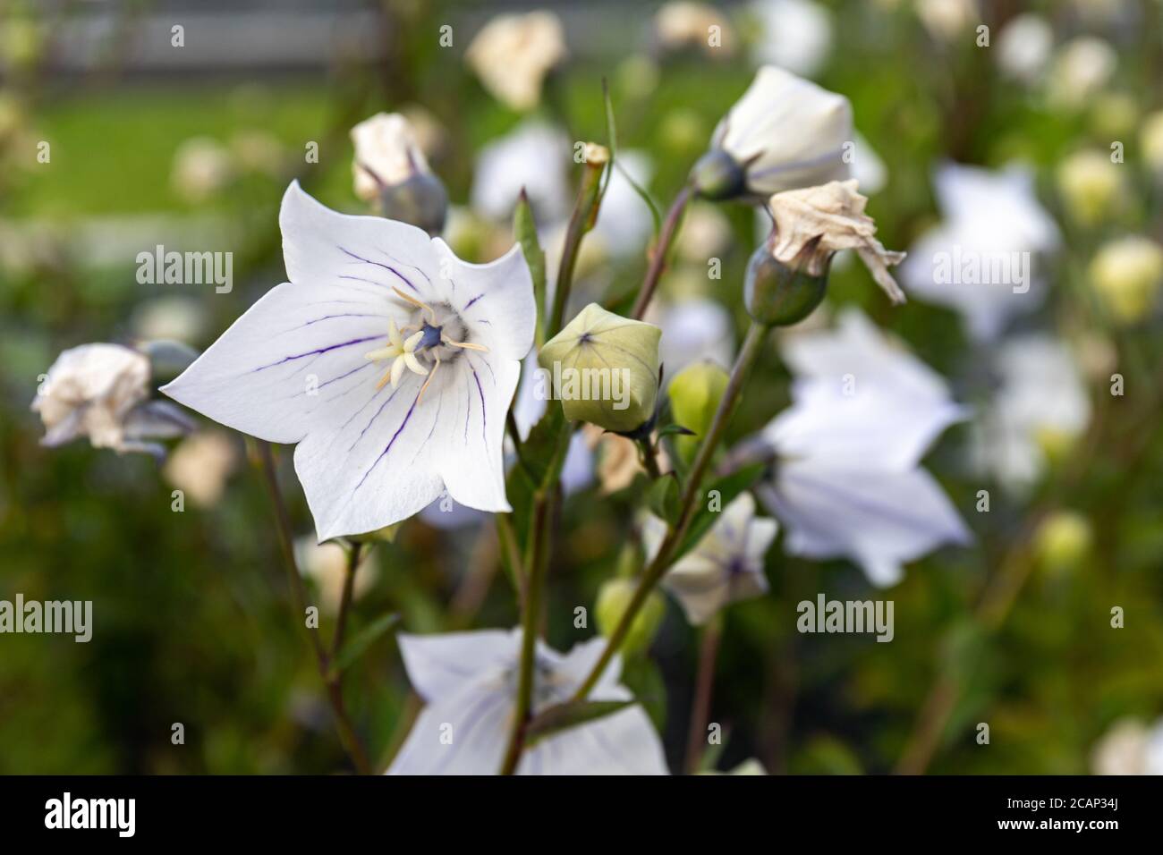Nahaufnahme der Platycodon grandiflorus weißen Blume mit violetten Adern. Es ist allgemein bekannt als Ballonblume, chinesische Glockenblume oder Platycodon. Stockfoto