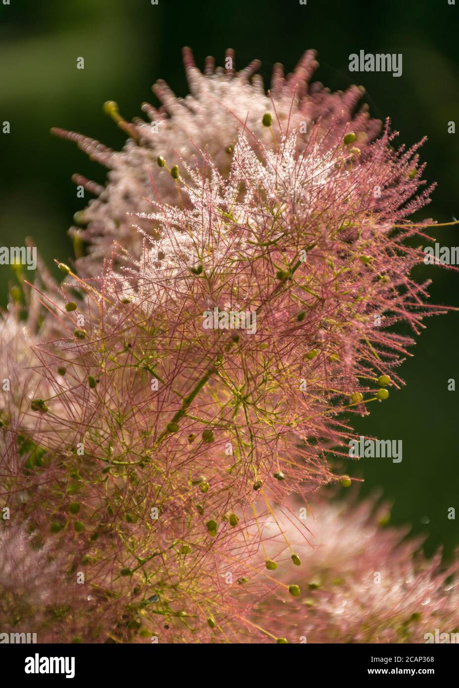 Schöne rosa europäischen Smoketree (Cotinus coggygria) Blumenfragment, Blütenstruktur, Sommerzeit Stockfoto
