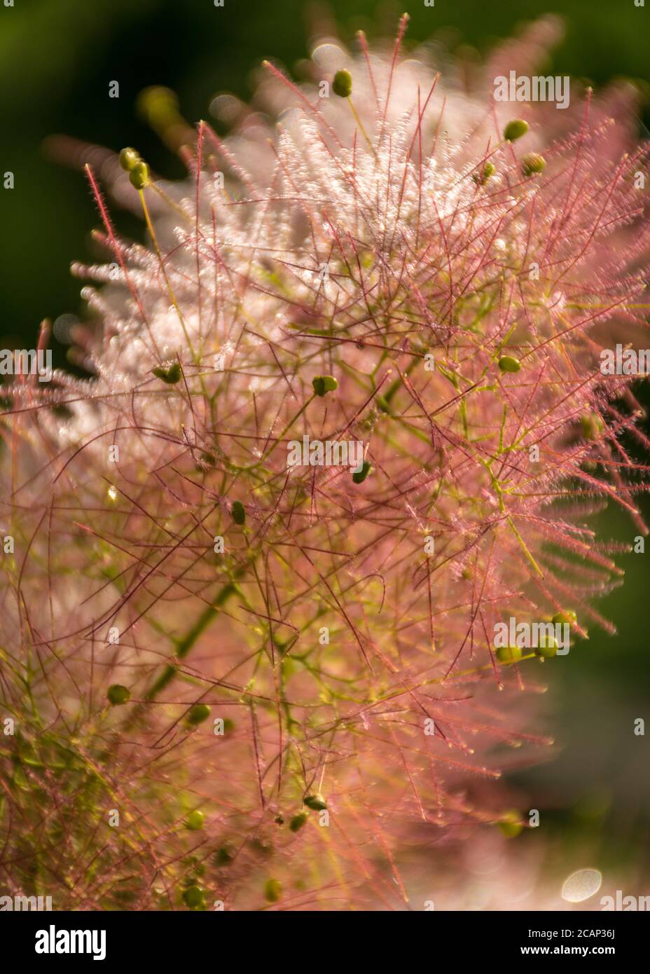 Schöne rosa europäischen Smoketree (Cotinus coggygria) Blumenfragment, Blütenstruktur, Sommerzeit Stockfoto