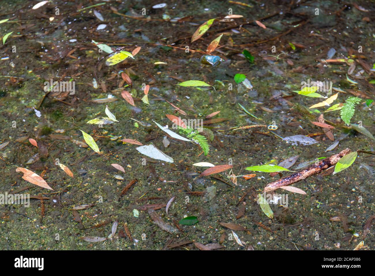 Herbstlaub auf dem Wasser schwimmt Stockfoto