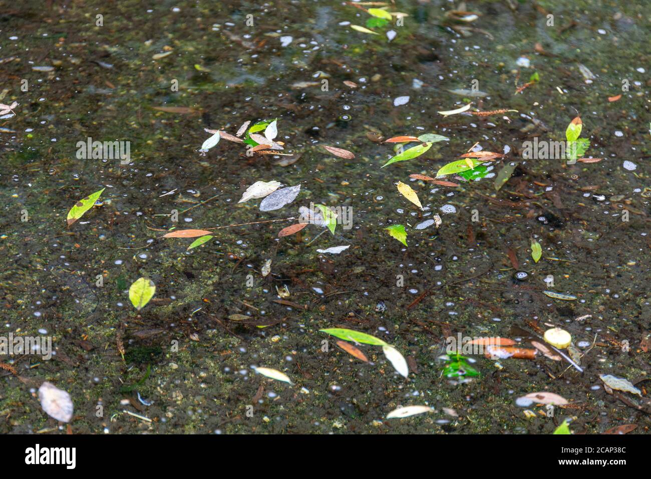 Blätter auf dem Wasser schwimmt Stockfoto