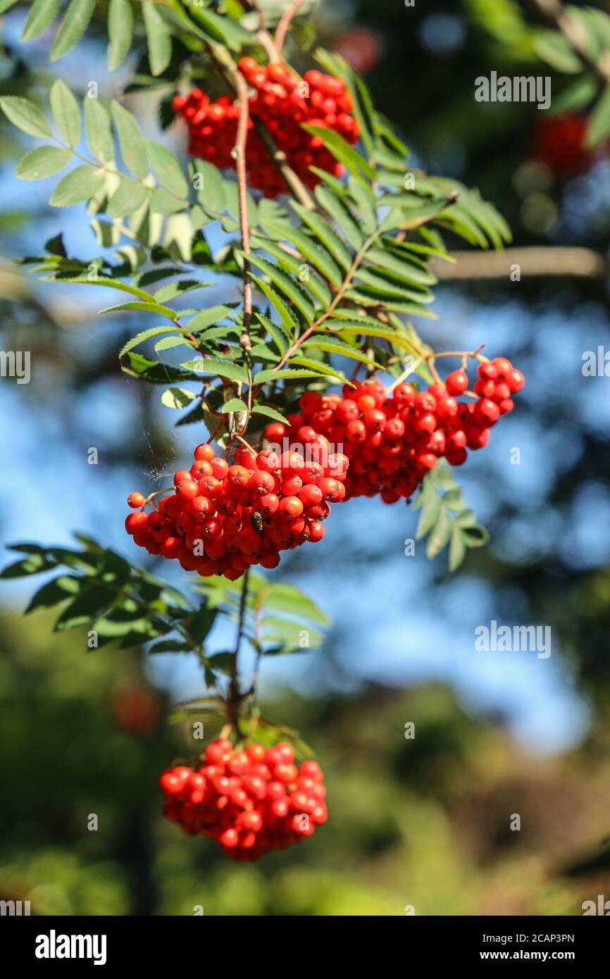Trauben von Beeren auf einem Berg Esche oder Rowan Baum bereit für die Vögel im Herbst zu genießen. Bekannt als der Fluch der Hexen und ein Wahrsager von Th Stockfoto