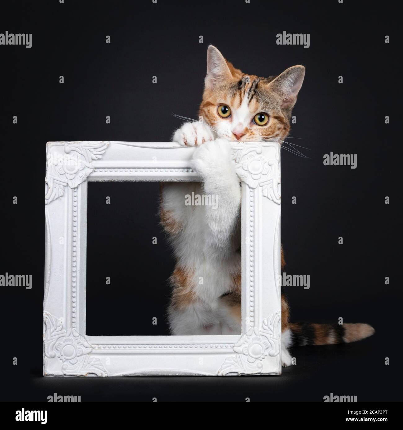 Ziemlich American Kurzhaar Katze Kätzchen mit erstaunlichen Muster, hängen frech in weißen Fotorahmen. Mit gelben Augen direkt auf die Kamera schauen. Isoliert Stockfoto