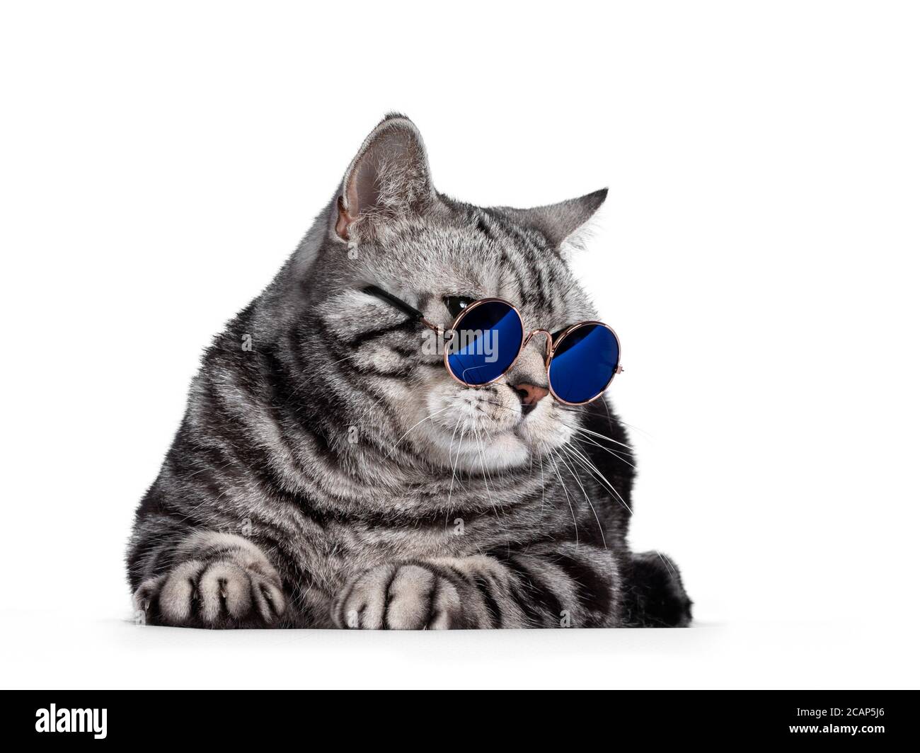 Schöne britische Kurzhaar-Katze, die sich nach vorne hinlegt. Brille mit blauem Glas, Kopf zur Seite gedreht. Isoliert auf weißem Hintergrund. Stockfoto
